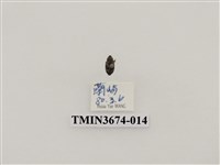 藏品(象鼻蟲(2))的圖片